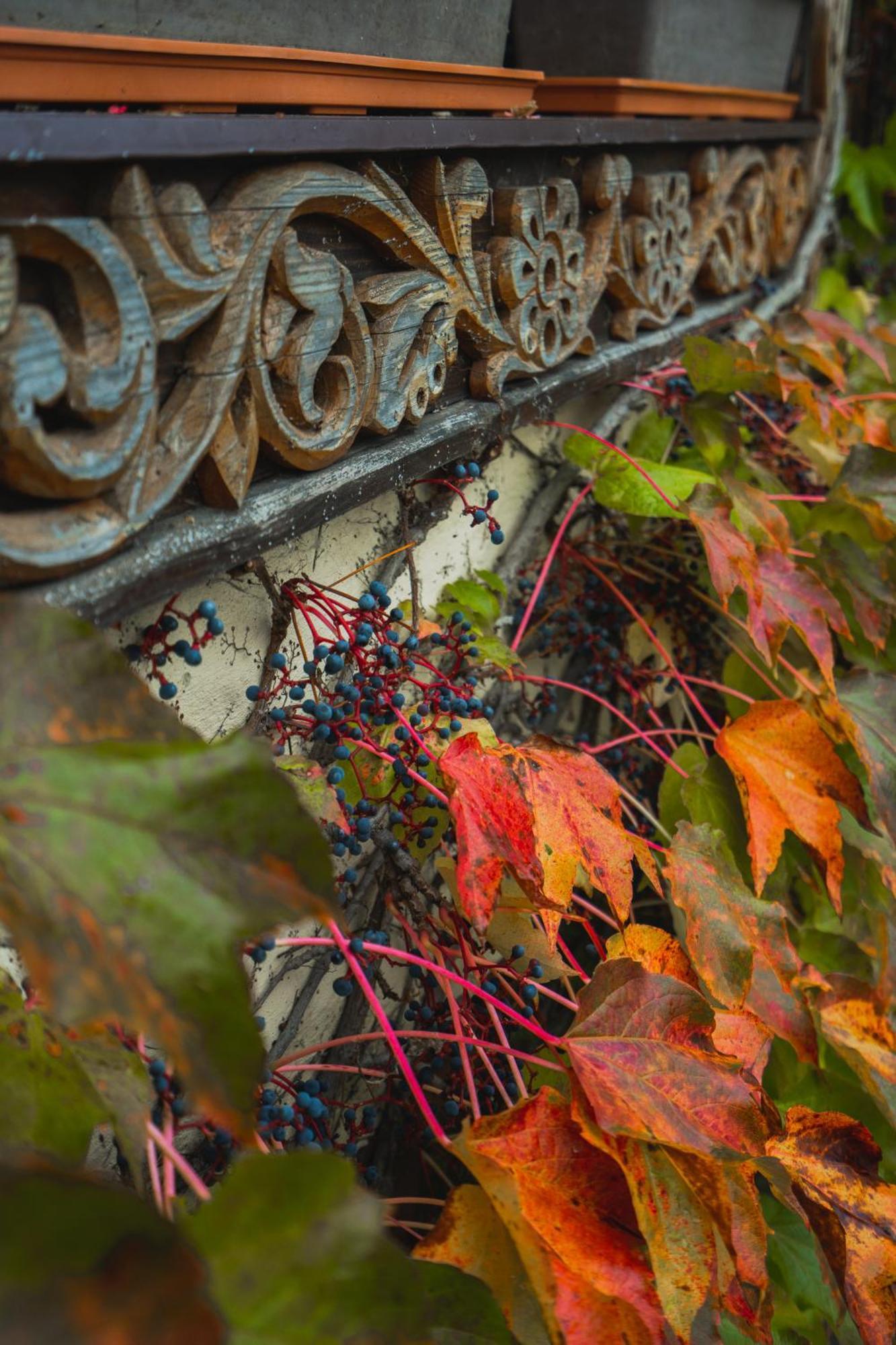 Villa Garden Hotel Solochin Dış mekan fotoğraf